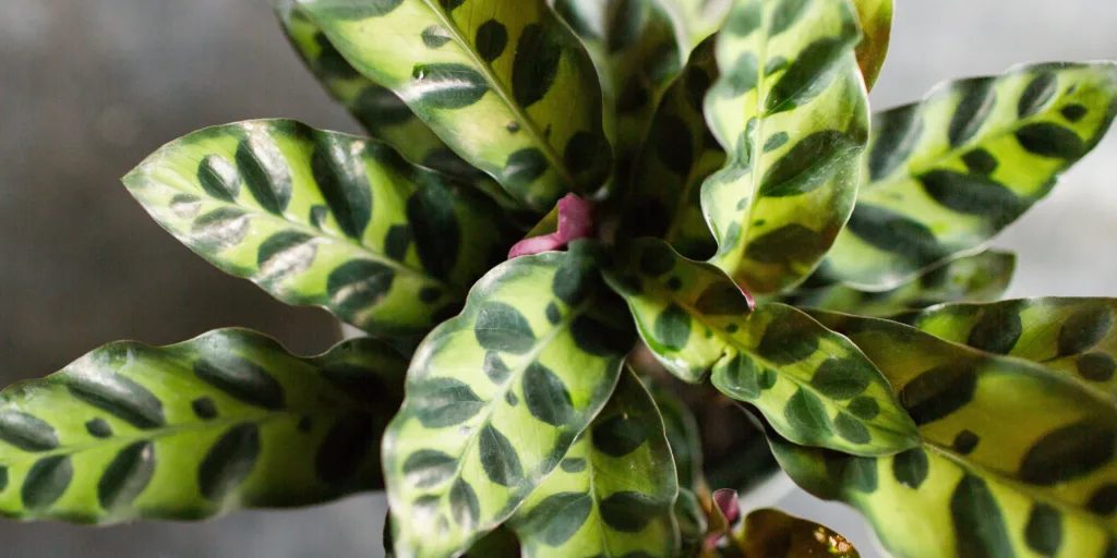calathea-kalatea-pestovani-rostlinkovo