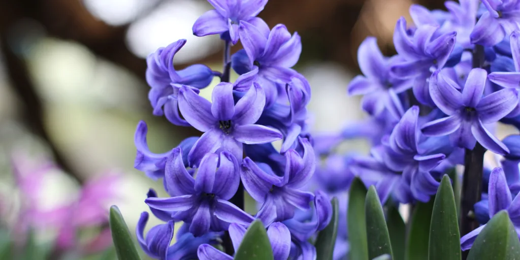 Hyacinty-pestovani-rostlinkovo