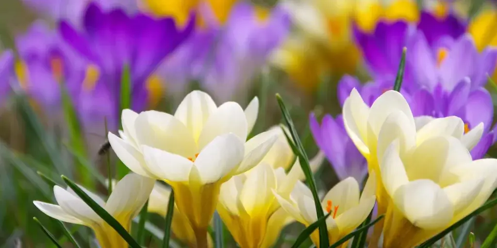 krokusy-pestovani-rostlinkovo