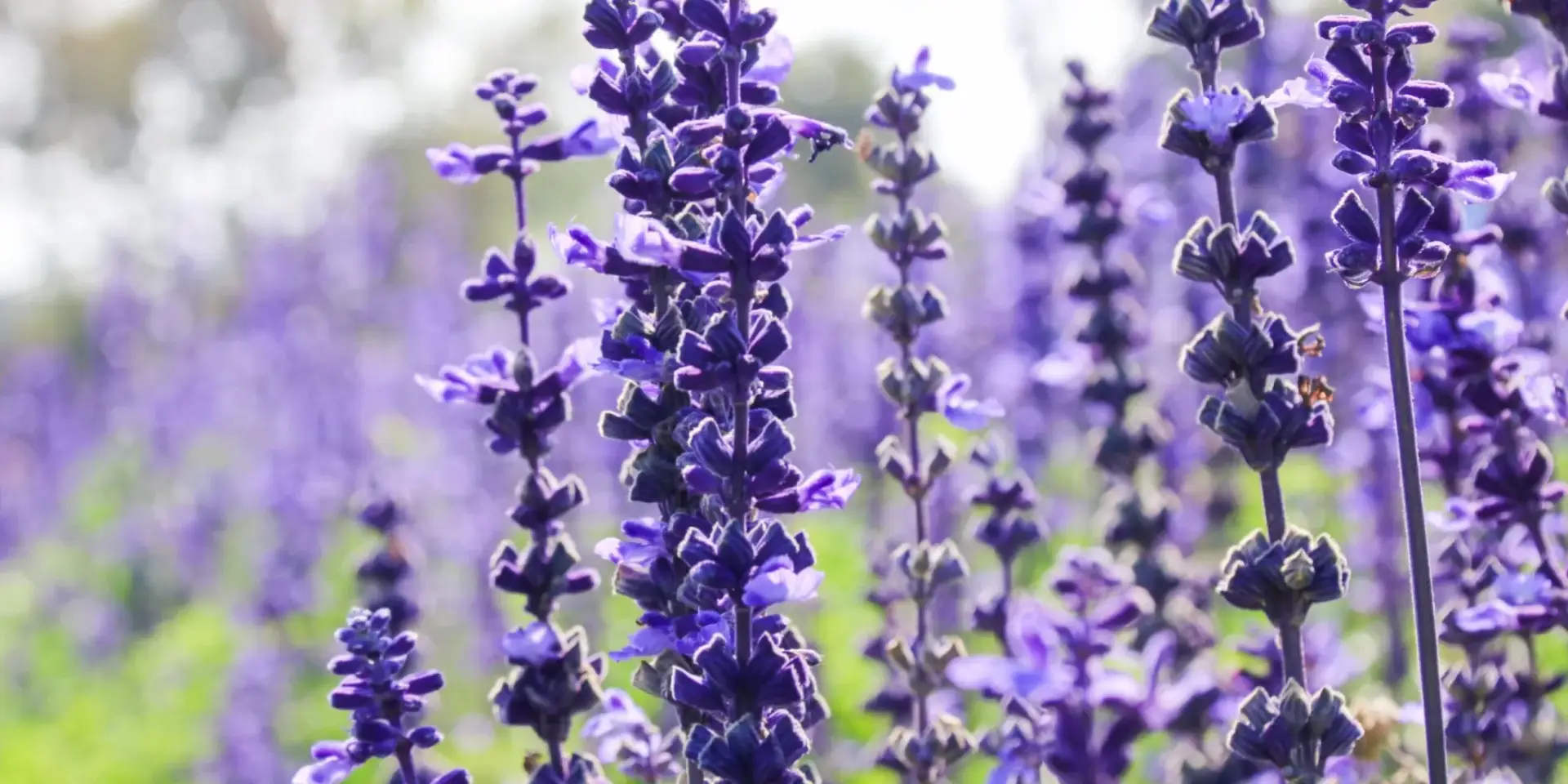 Šalvěj-léčivé-rostliny-rostlinkovo