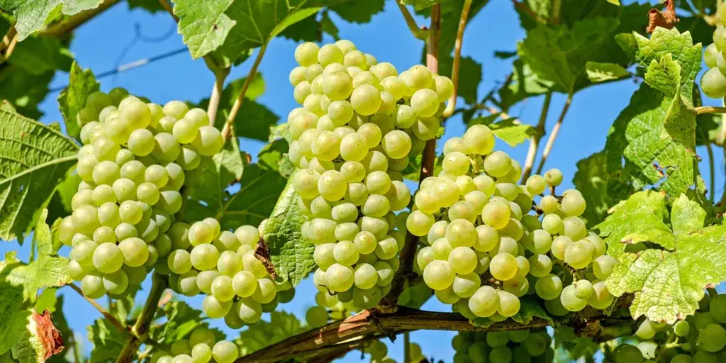 Réva-vinná-pěstování-rostlinkovo