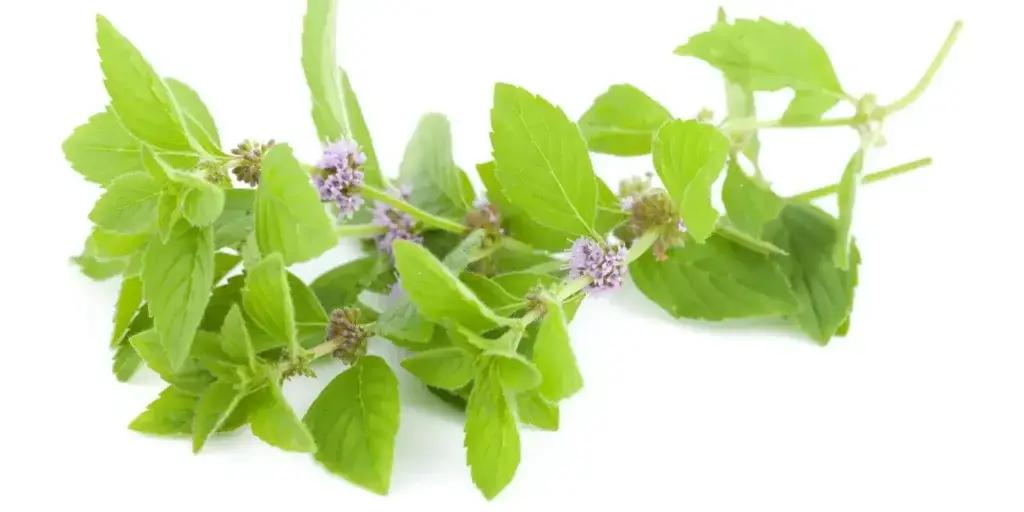 Máta-peprná-léčivé-rostliny-rostlinkovo