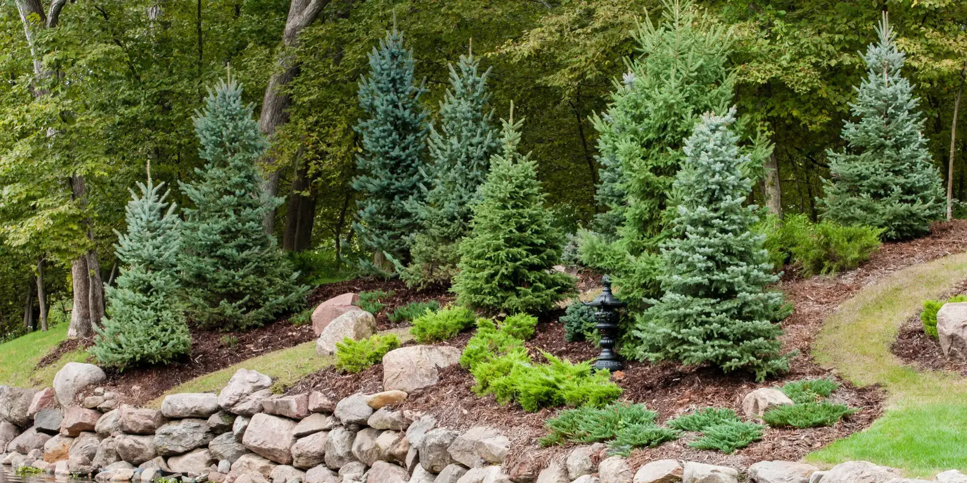 rostliny-pod-jehlicnany-rostlinkovo