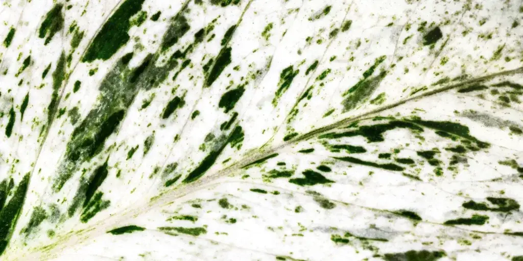 dieffenbachia-jedovate-rostliny-rostlinkovo