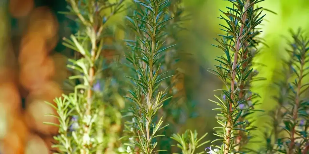 Rozmarýn-rostlinkovo