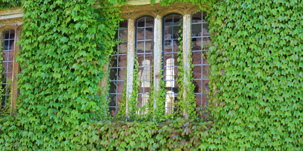 divoké-víno-přísavník-pětilistý-pěstování-rostlinkovo