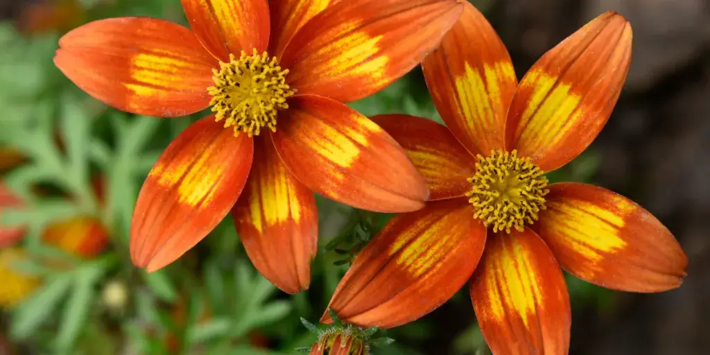 Dvouzubec-rostlinkovo