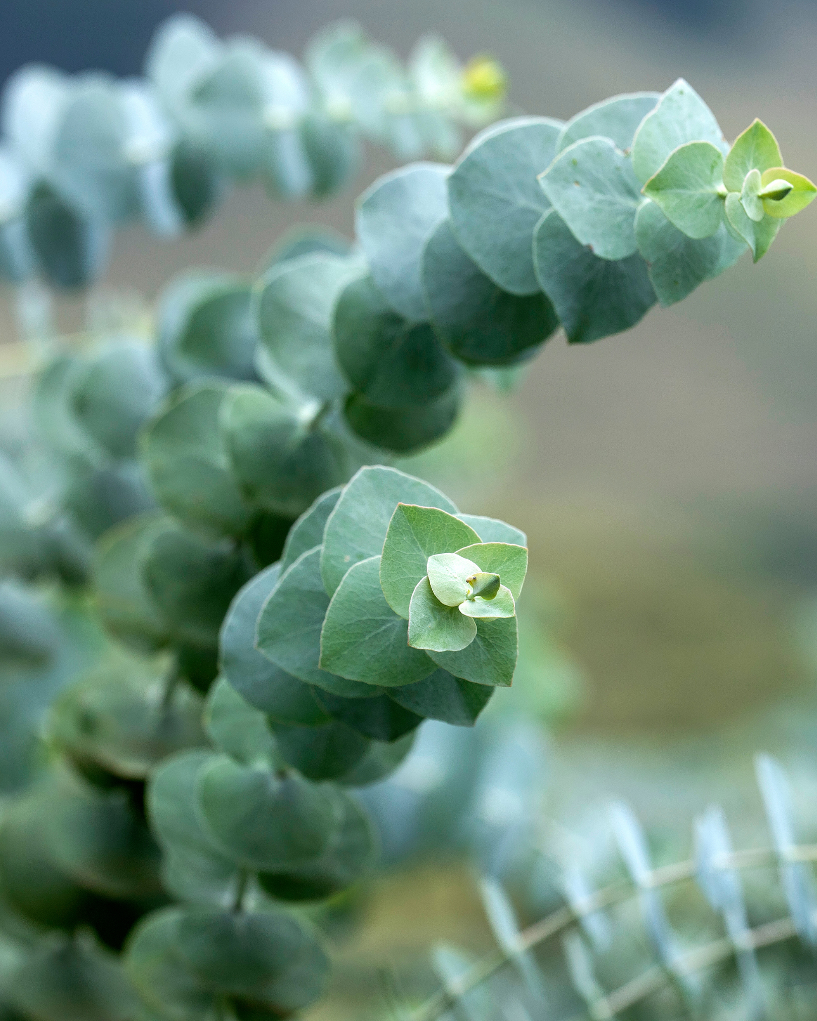 eukalyptus-rostlinkovo