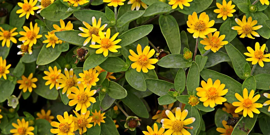 Sanvitálie-rostlinkovo