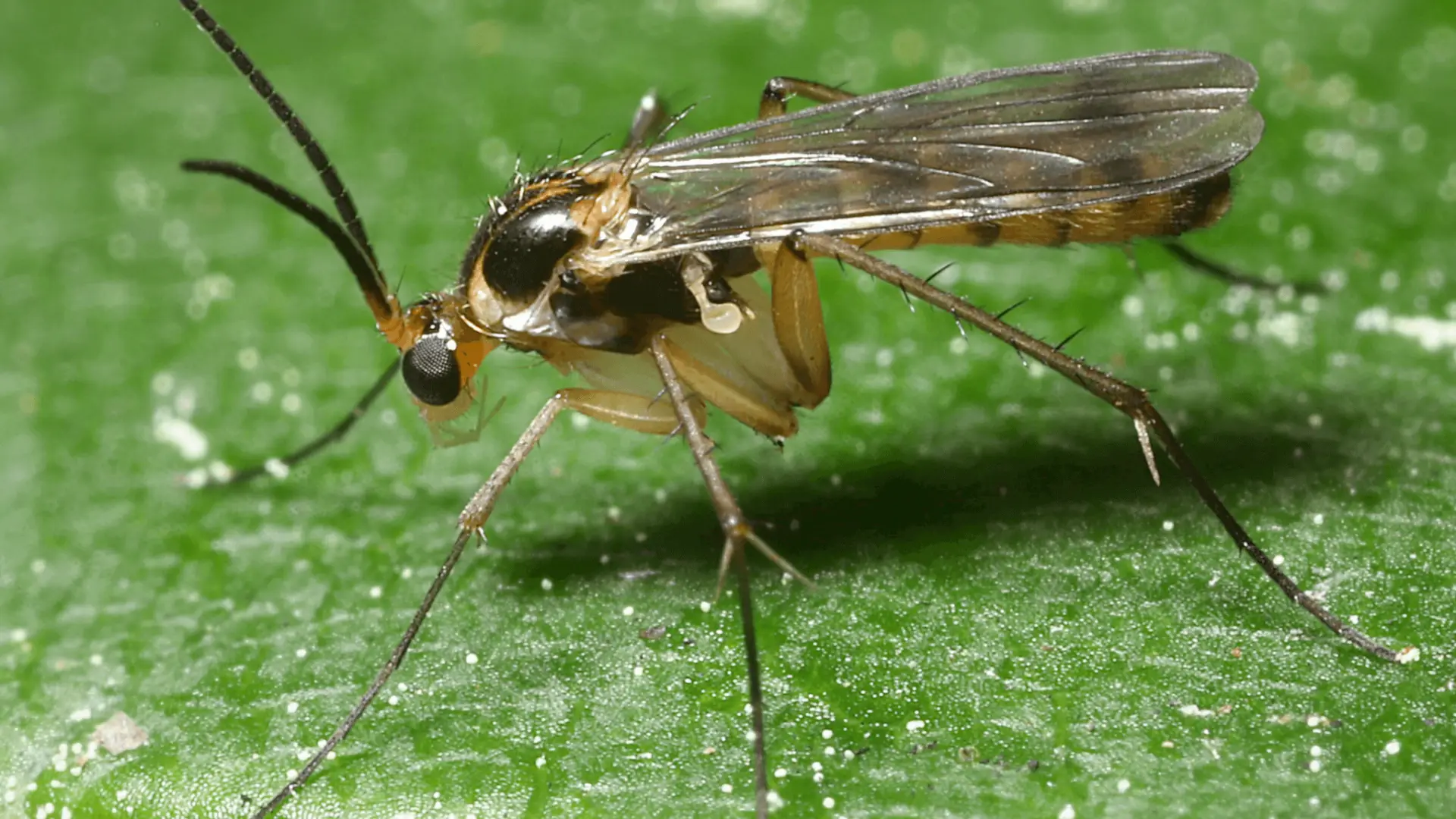 smutnice-skudci-rostlinkovo