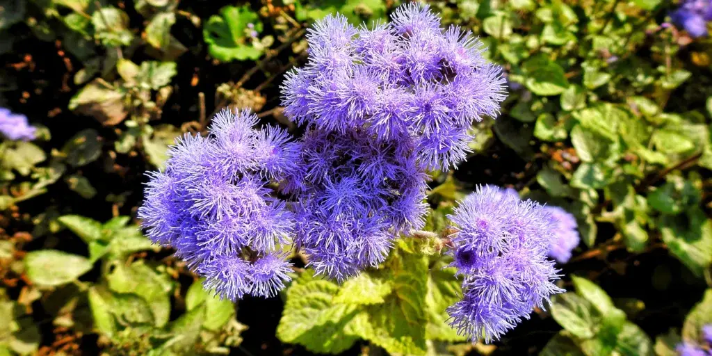 agerát-mexický-rostlinkovo