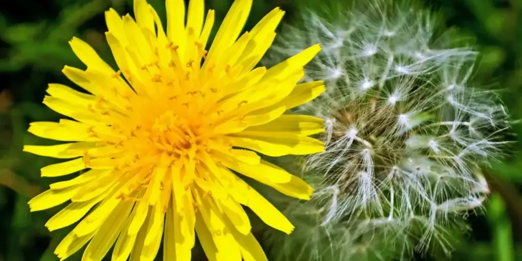 pampeliska-lekarska-taraxacum-officinale-rostlinkovo