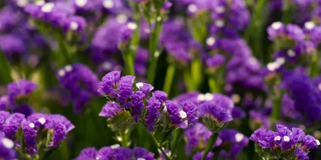 Limonka-zprohýbaná-rostlinkovo