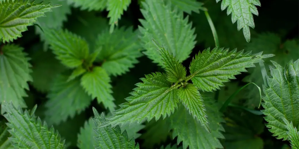 Kopřiva-rostlinkovo