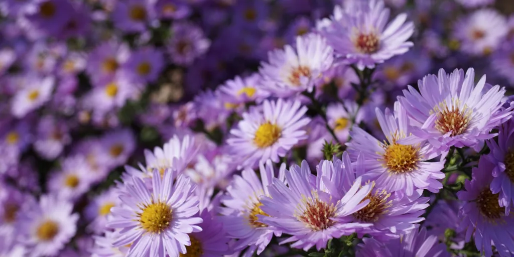 Astra-čínská-rostlinkovo