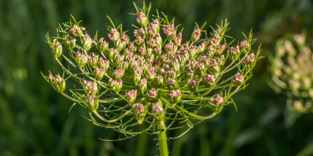 Moračina-větší-rostlinkovo