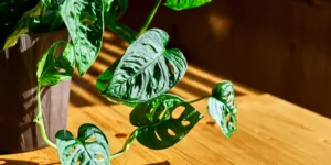 Monstera-adansonii-pokojove-rostliny-rostlinkovo