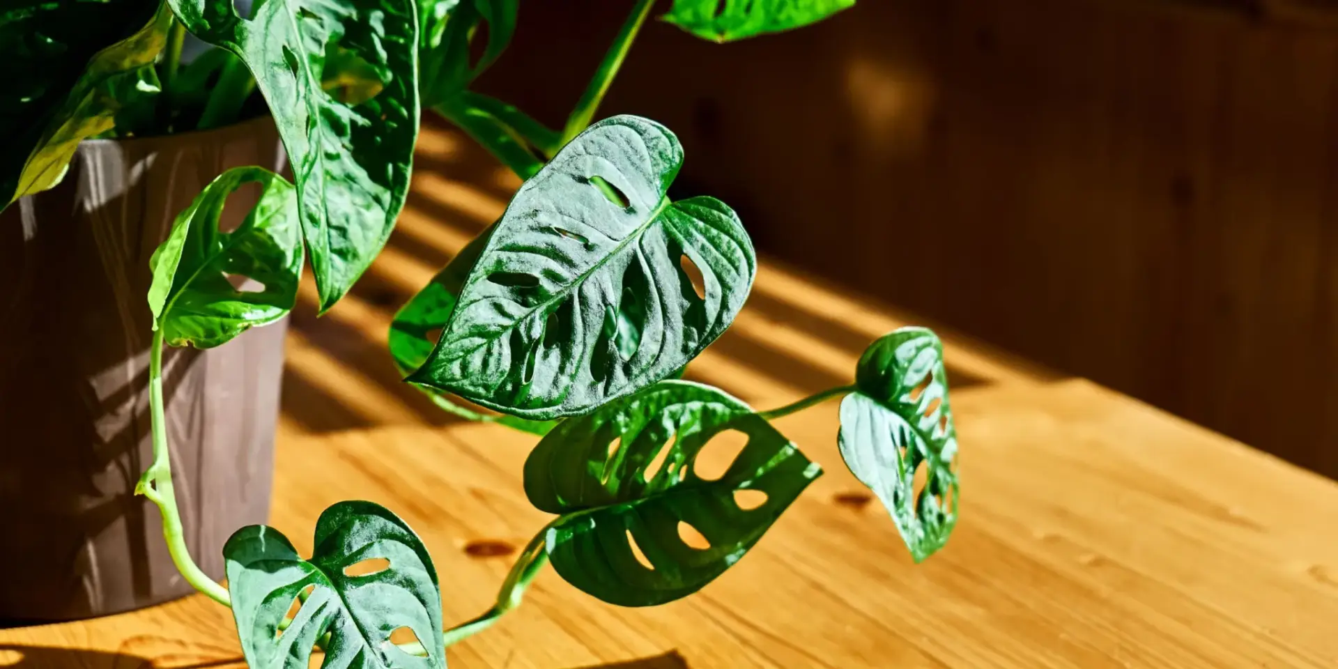 Monstera-adansonii-pokojove-rostliny-rostlinkovo