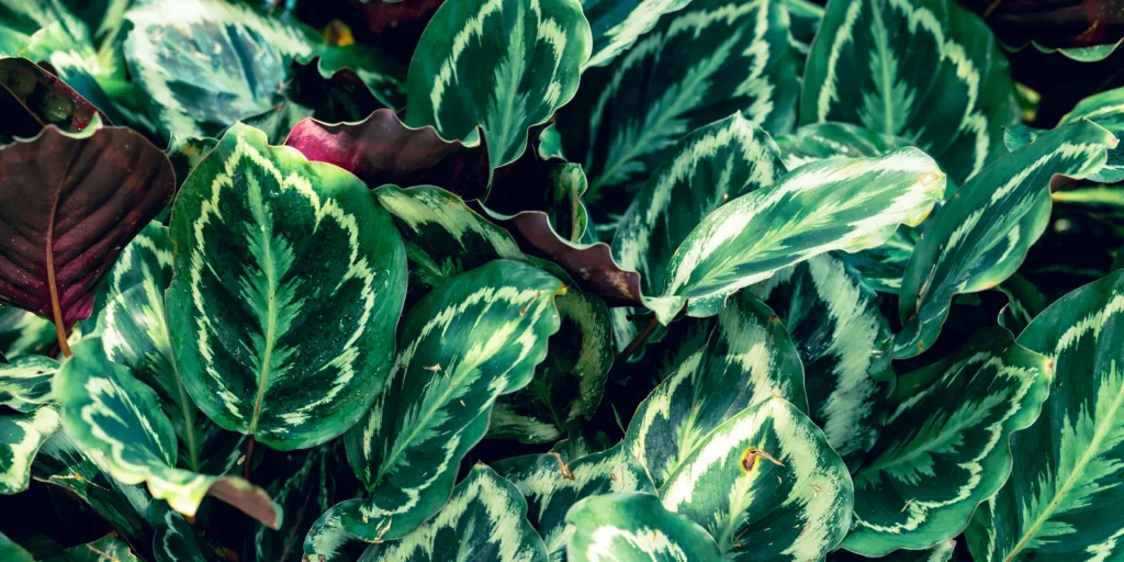 calathea-kalatea-pestovani-rostlinkovo