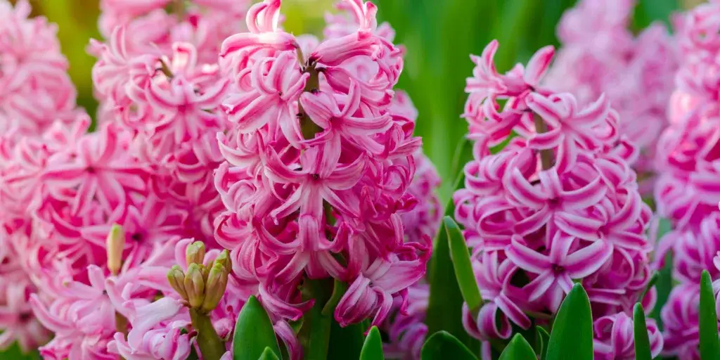 Hyacinty-pestovani-rostlinkovo