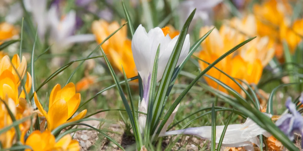 krokusy-pestovani-rostlinkovo