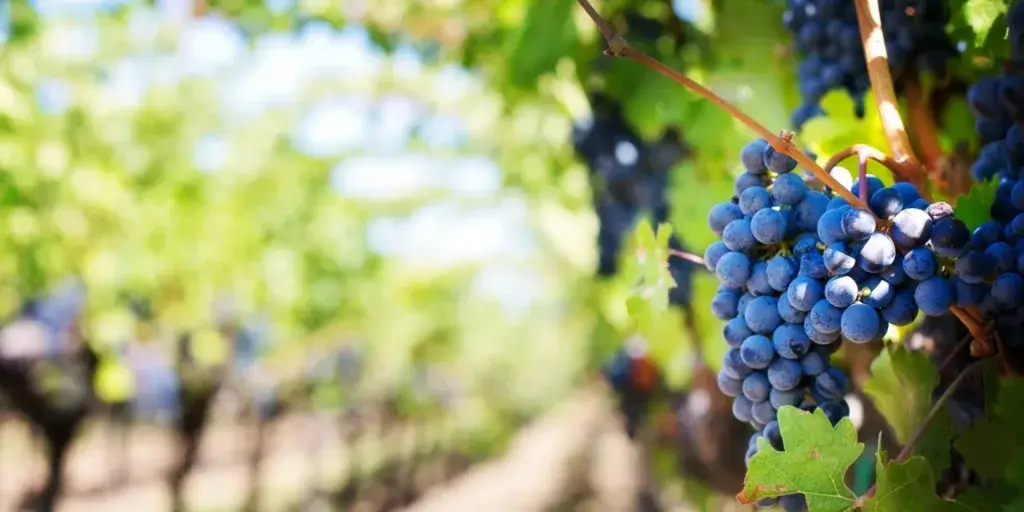 Réva-vinná-pěstování-rostlinkovo