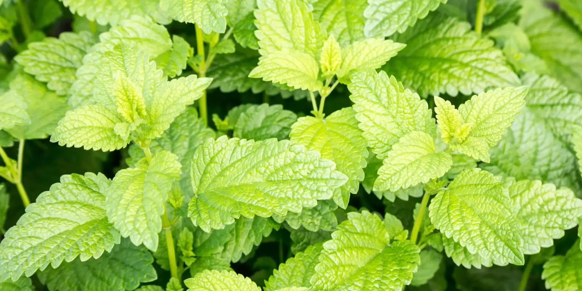 Máta-peprná-léčivé-rostliny-rostlinkovo
