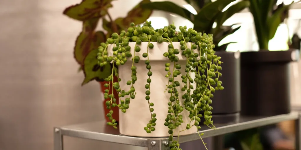 senecio-jedovate-rostliny-rostlinkovo