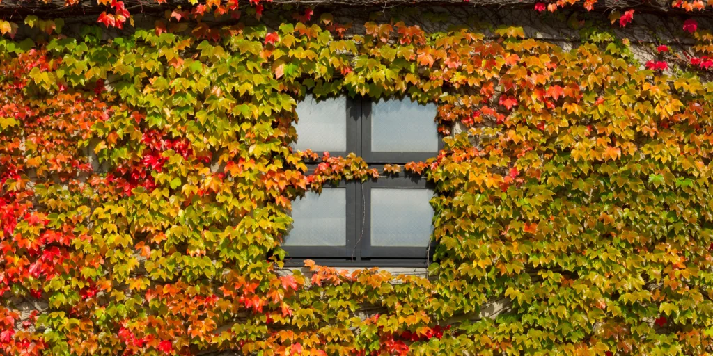 divoké-víno-přísavník-pětilistý-pěstování-rostlinkovo