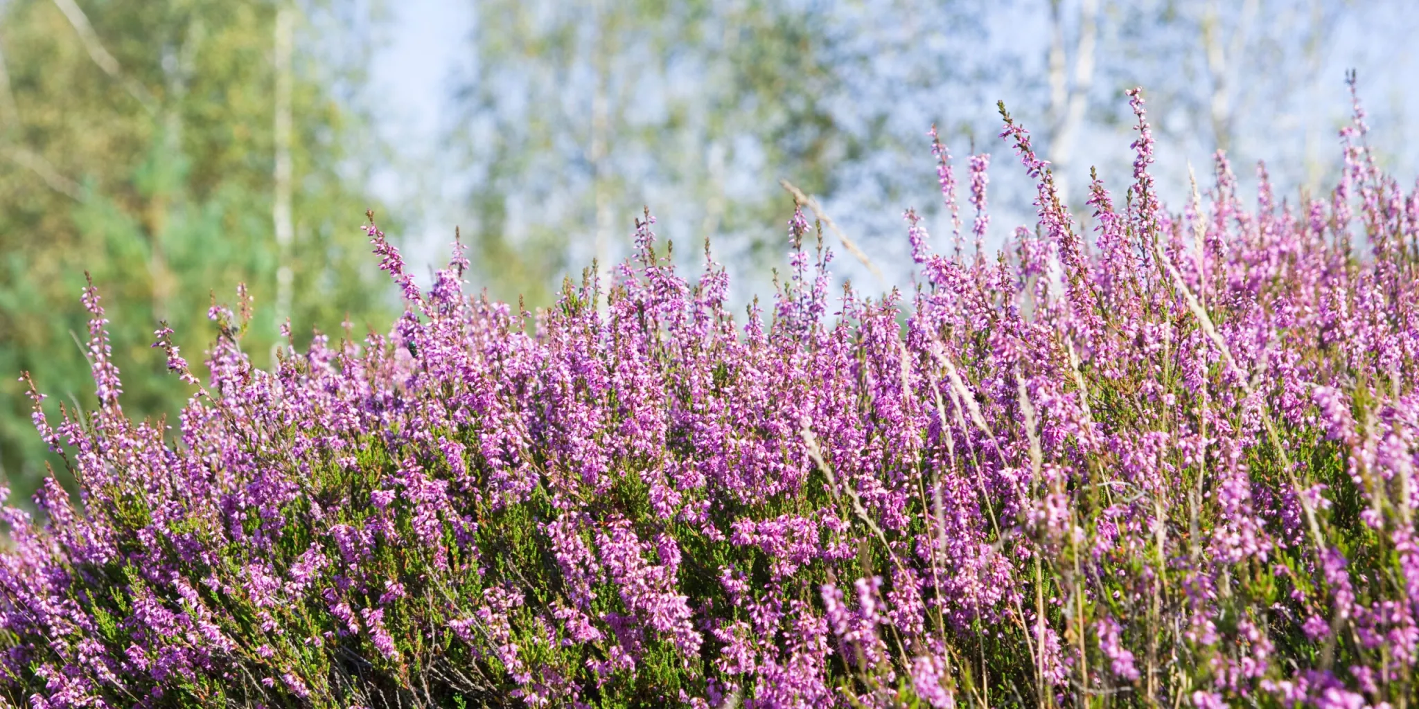vřes-vřesovec-rostlinkovo