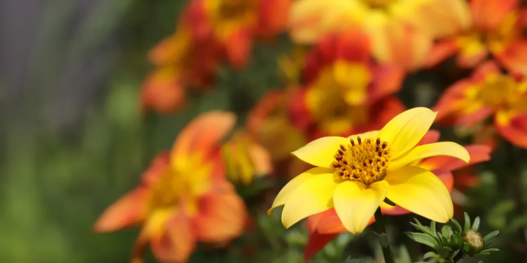 Dvouzubec-rostlinkovo