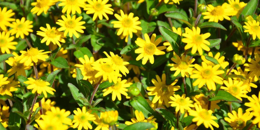 Sanvitálie-rostlinkovo