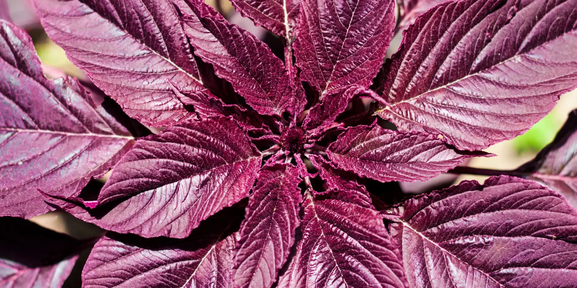 Laskavec-krvavý-rostlinkovo