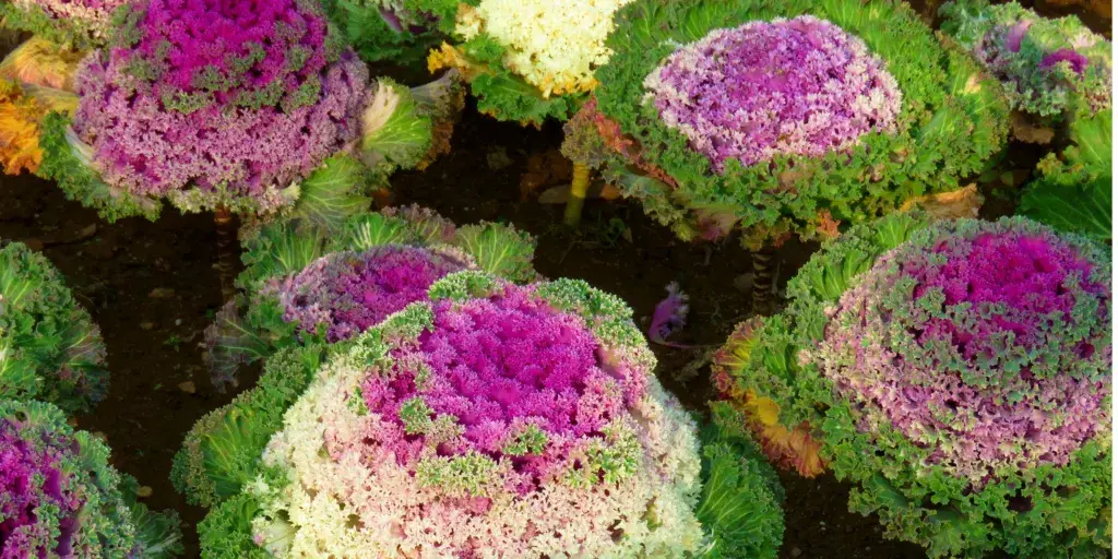 Okrasná-kapusta-Brassica-oleracea-acephala-rostlinkovo