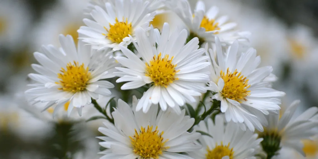 Astra-čínská-rostlinkovo