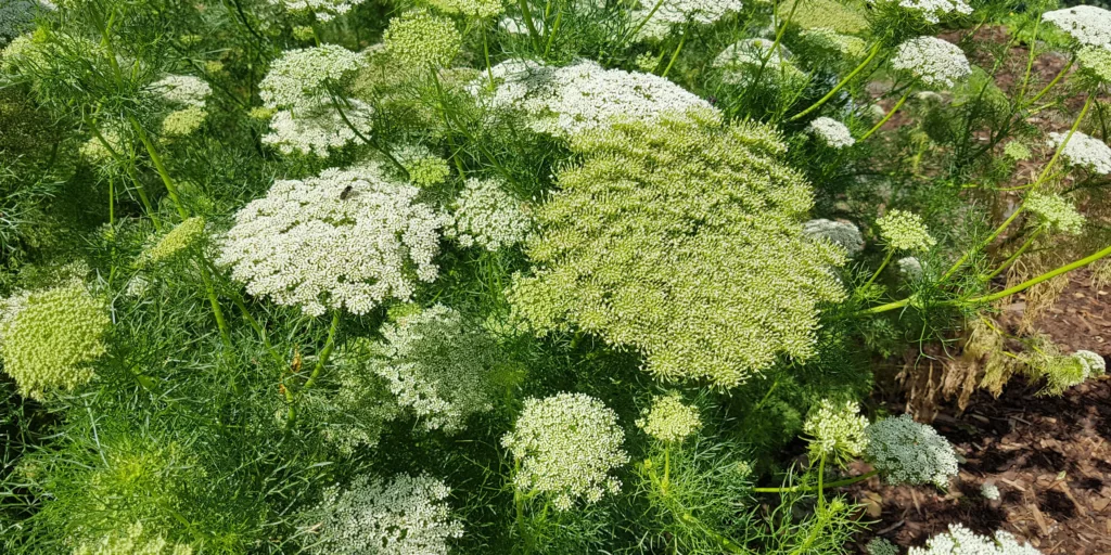 Moračina-větší-rostlinkovo