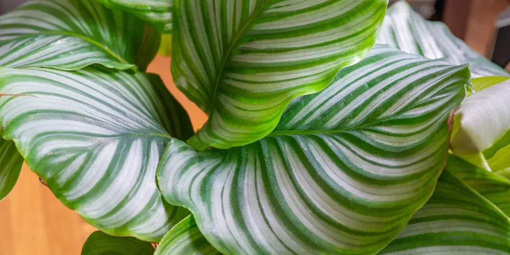 calathea-kalatea-pestovani-rostlinkovo