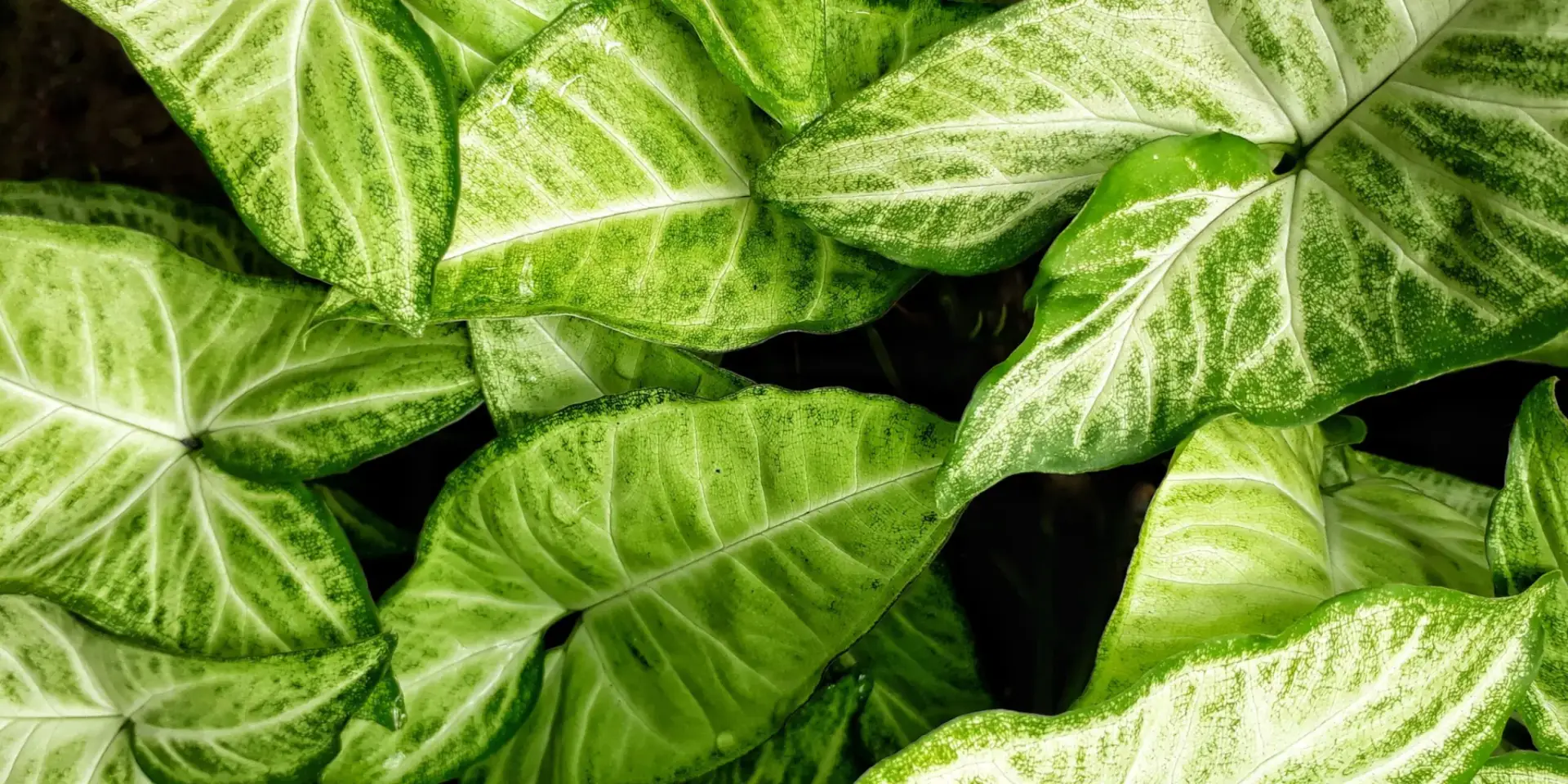 syngonium-pokojove-rostliny-rostlinkovo