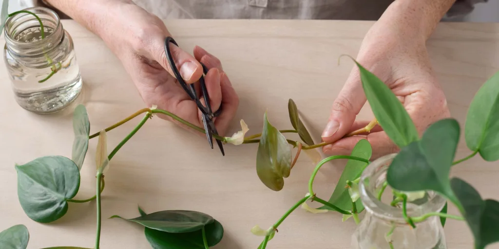 philodendron-jak-rozmnozovat-rostlinkovo