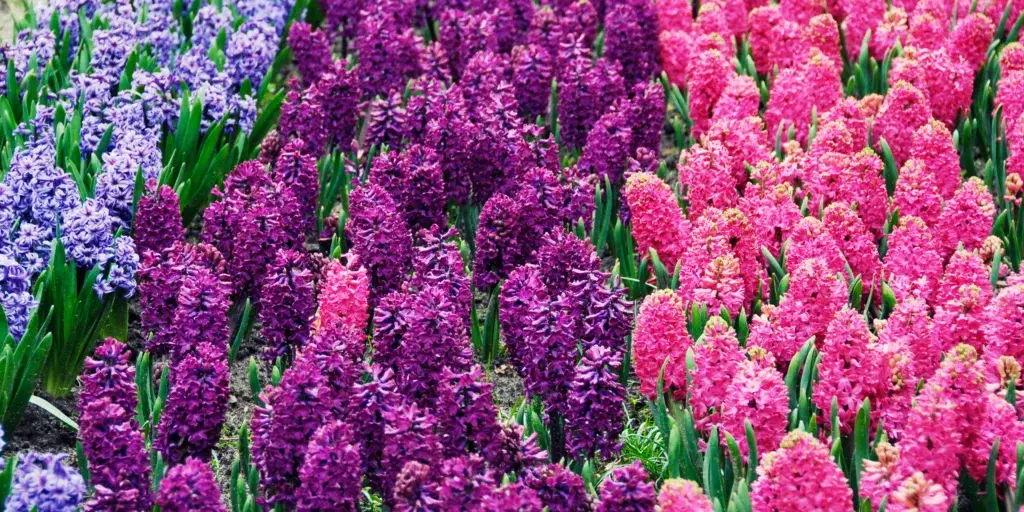 Hyacinty-pestovani-rostlinkovo