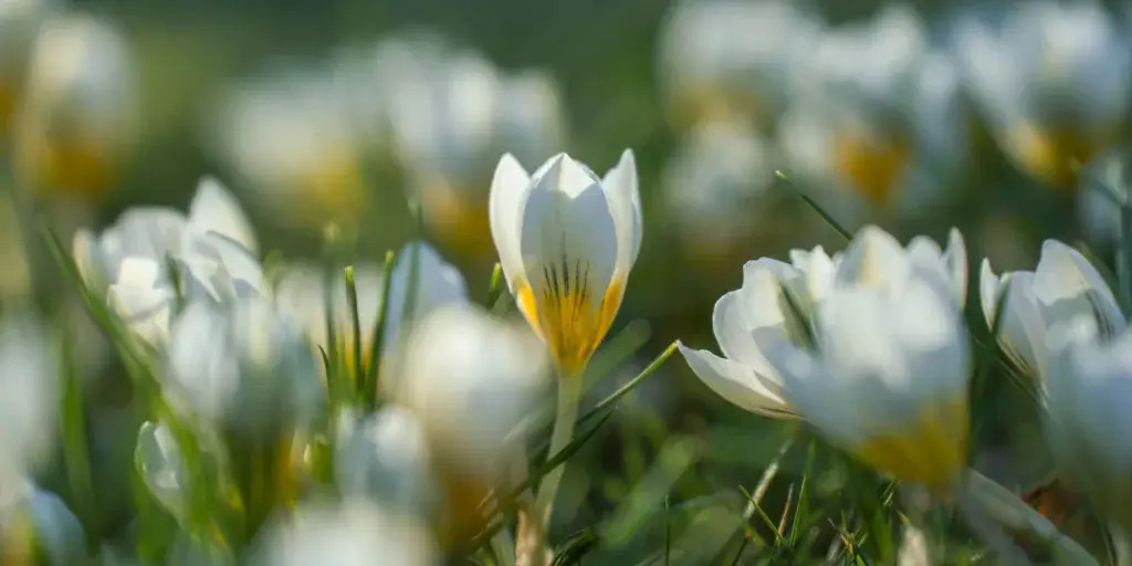 krokusy-pestovani-rostlinkovo
