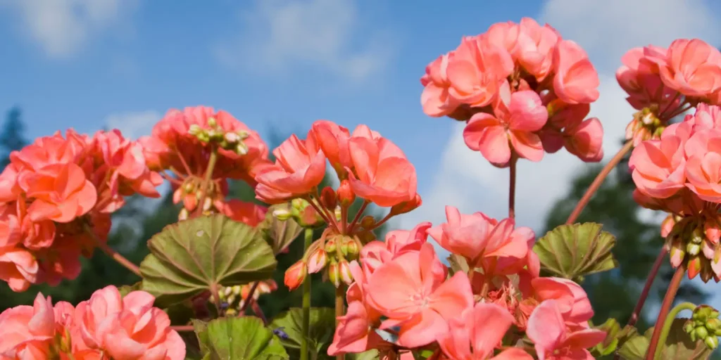 muskaty-pestovani-rostlinkovo