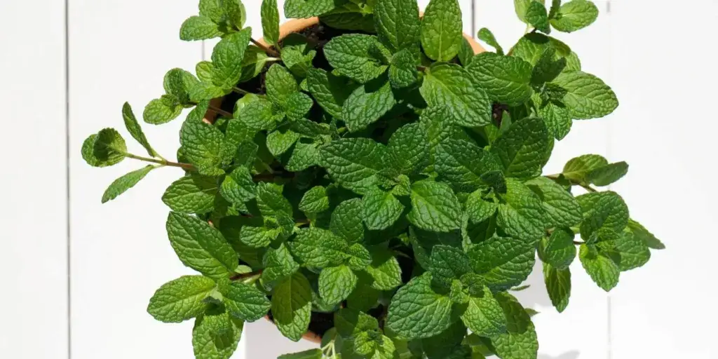 Máta-peprná-léčivé-rostliny-rostlinkovo