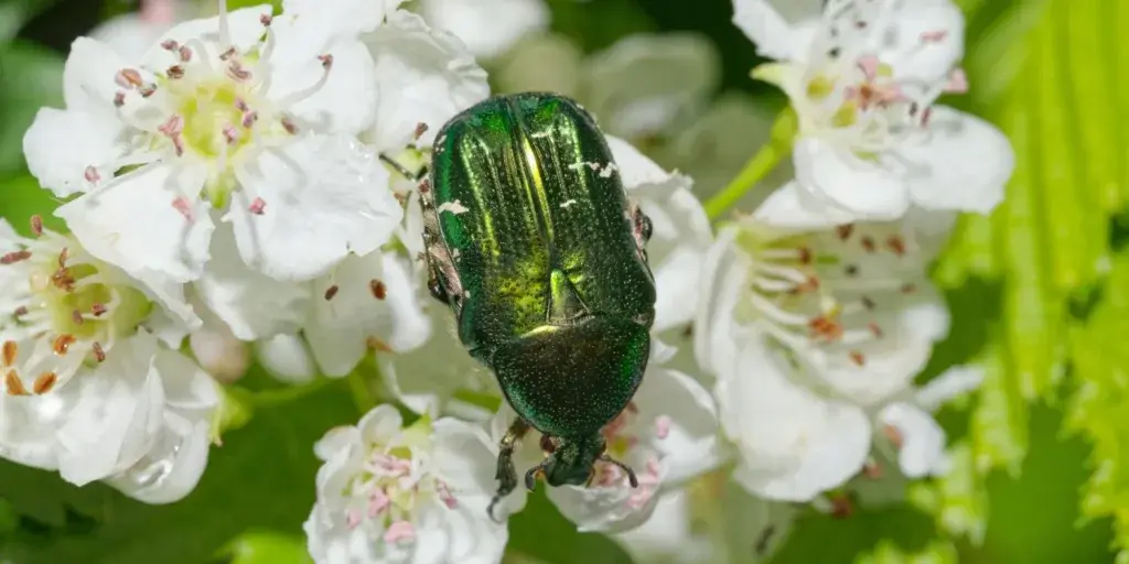 zlatohlavek-skudci-rostlinkovo