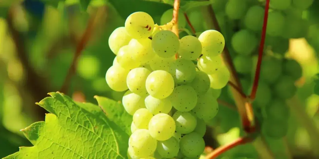 Réva-vinná-pěstování-rostlinkovo