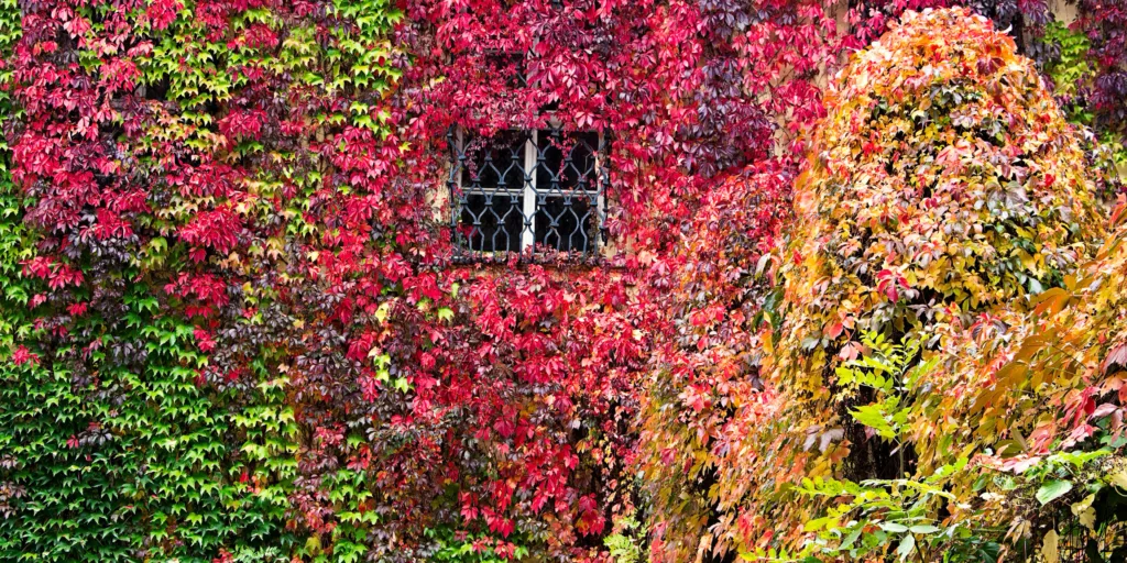 divoké-víno-přísavník-pětilistý-pěstování-rostlinkovo