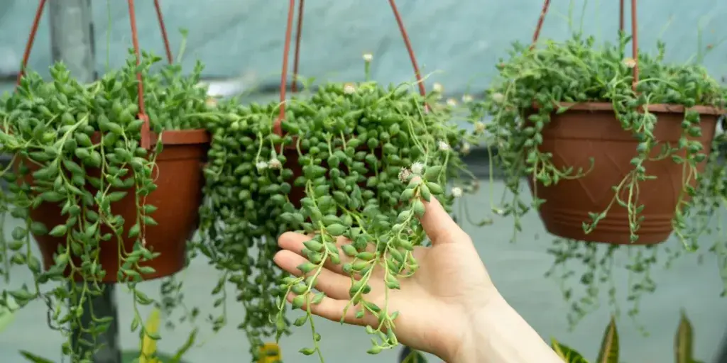 senecio-jedovate-rostliny-rostlinkovo