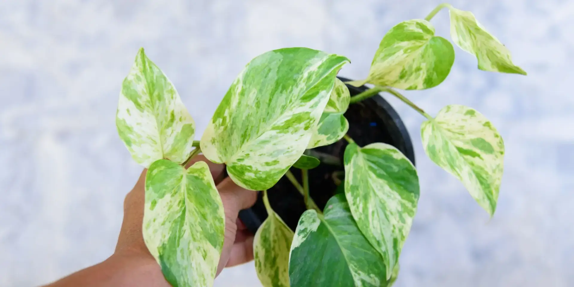 Epipremnum-divý-jano-pěstitelský-návod-rostlinkovo