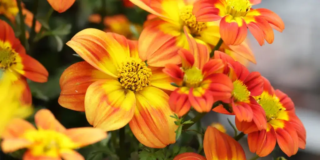 Dvouzubec-rostlinkovo