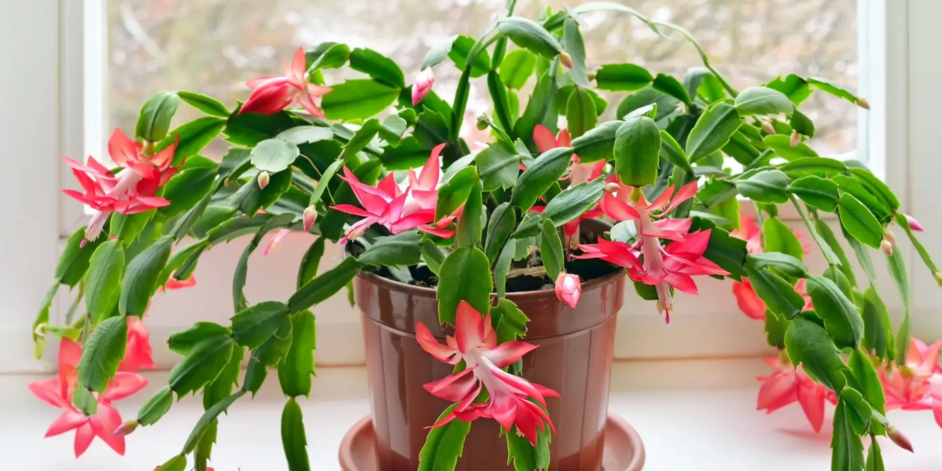 vánoční-kaktus-schlumbergera-pokojove-rostliny-rostlinkovo